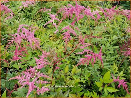 Astilbe &#39;Straußenfeder&#39;