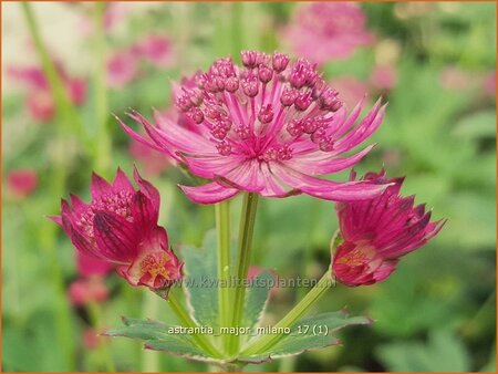 Astrantia major &#39;Milano&#39;