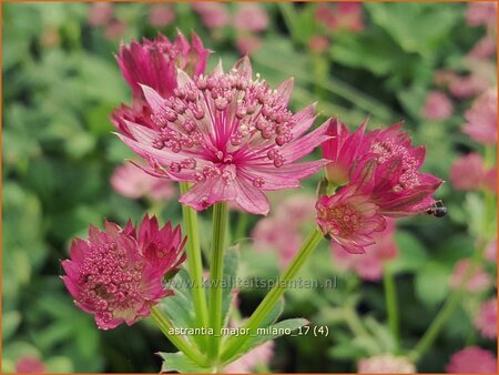 Astrantia major &#39;Milano&#39;