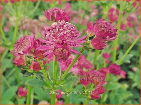 Astrantia major &#39;Milano&#39;