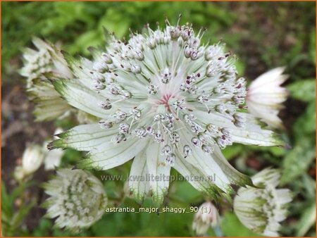 Astrantia major &#39;Shaggy&#39;