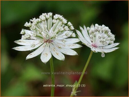 Astrantia major &#39;Shaggy&#39;