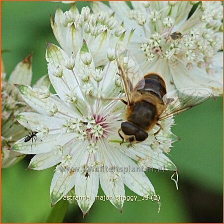 Astrantia major &#39;Shaggy&#39;