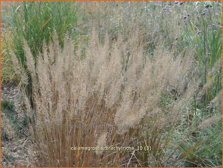 Calamagrostis brachytricha