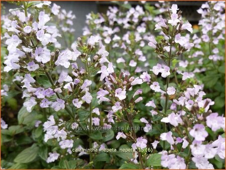 Calamintha nepeta