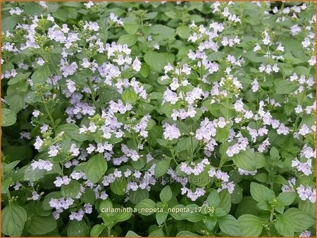 Calamintha nepeta