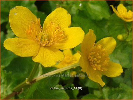 Caltha palustris