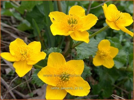 Caltha palustris