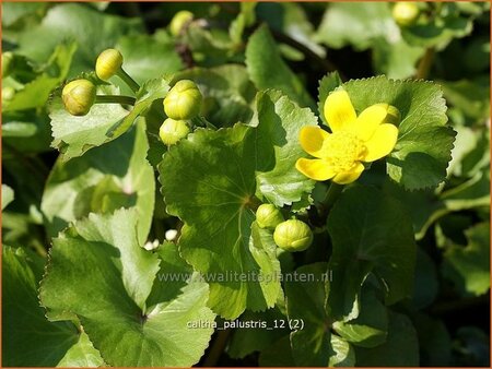 Caltha palustris