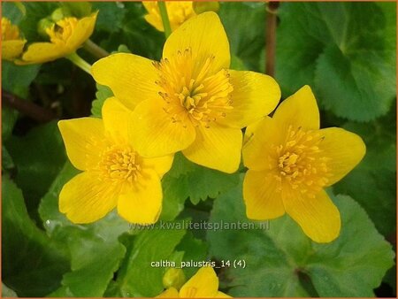 Caltha palustris