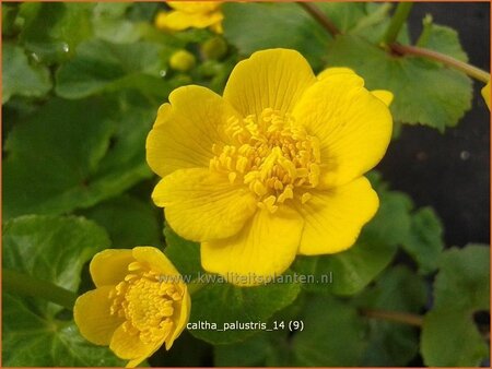 Caltha palustris