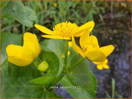 Caltha palustris