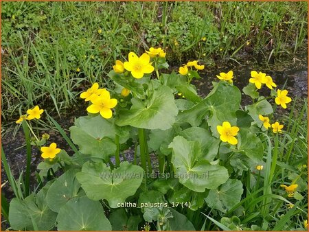 Caltha palustris