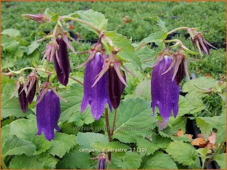 Campanula &#39;Sarastro&#39;