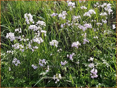 Cardamine pratensis