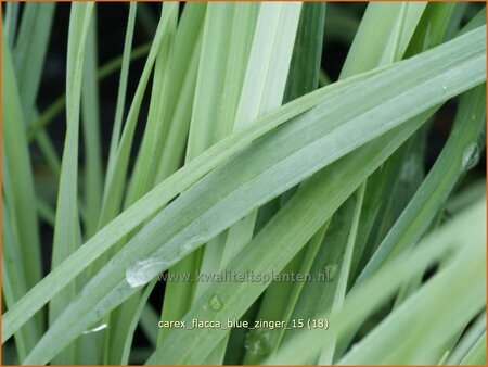 Carex flacca &#39;Blue Zinger&#39;