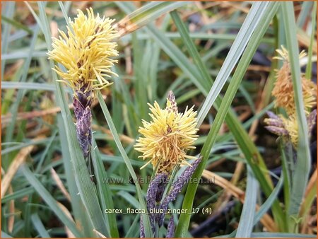 Carex flacca &#39;Blue Zinger&#39;