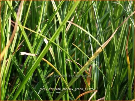 Carex howardii &#39;Phoenix Green&#39;