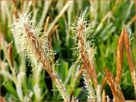 Carex morrowii