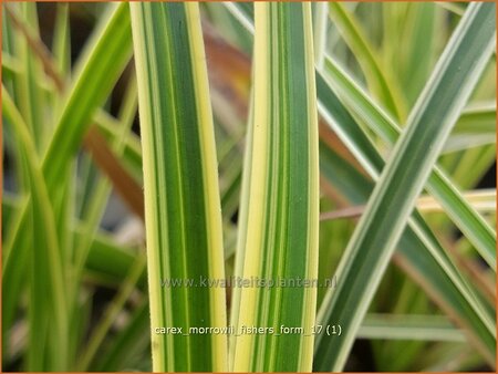 Carex morrowii &#39;Fisher&#39;s Form&#39;