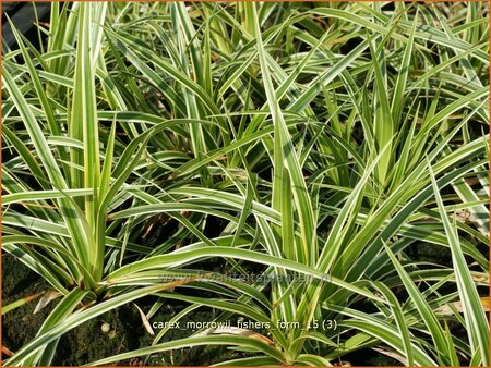 Carex morrowii &#39;Fisher&#39;s Form&#39;
