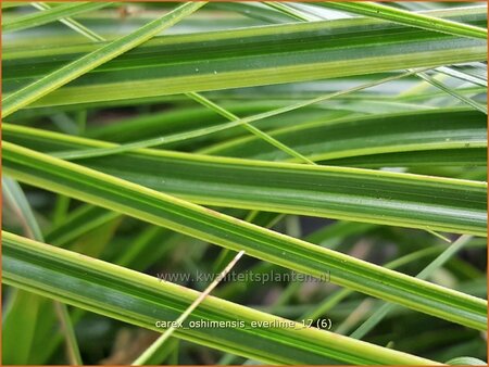 Carex oshimensis &#39;Everlime&#39;