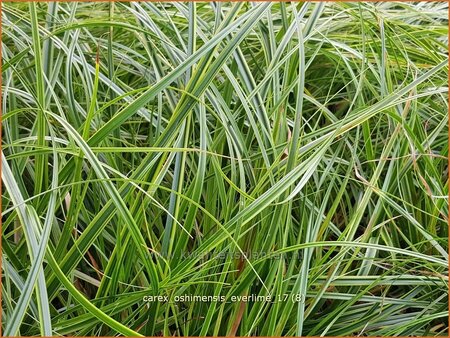 Carex oshimensis &#39;Everlime&#39;