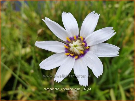 Catananche caerulea &#39;Alba&#39;