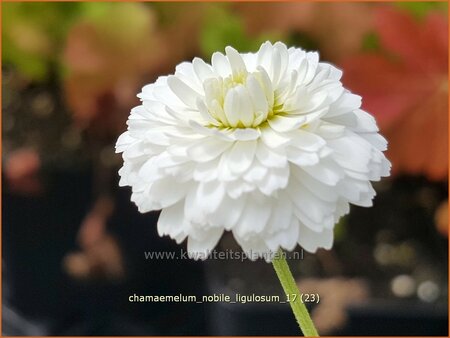Chamaemelum nobile &#39;Ligulosum&#39;