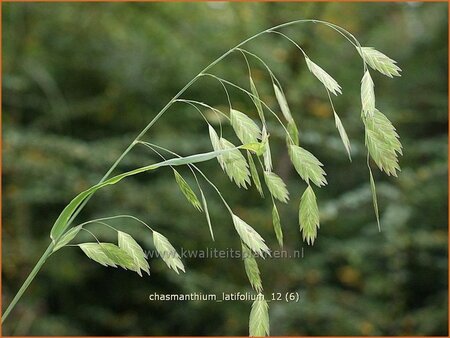 Chasmanthium latifolium