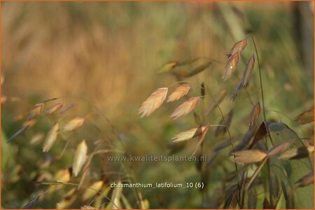 Chasmanthium latifolium