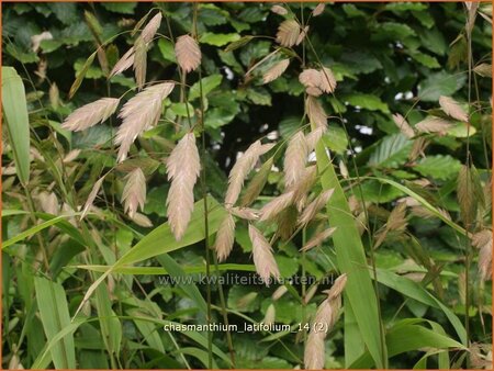 Chasmanthium latifolium