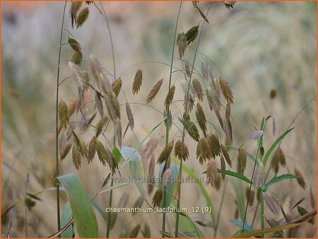 Chasmanthium latifolium