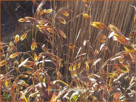 Chasmanthium latifolium