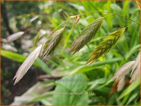 Chasmanthium latifolium