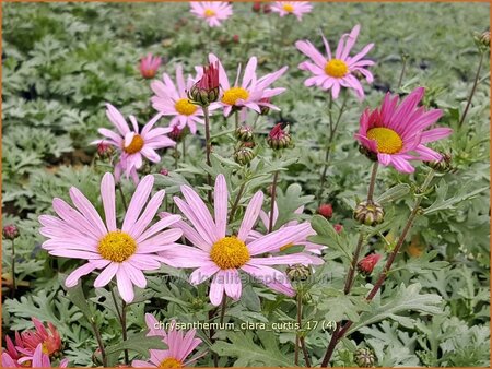 Chrysanthemum &#39;Clara Curtis&#39;