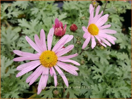 Chrysanthemum &#39;Clara Curtis&#39;