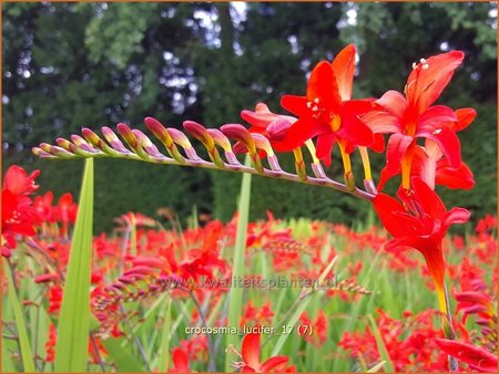 Crocosmia &#39;Lucifer&#39;