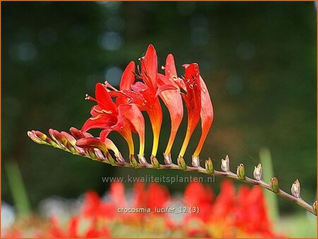 Crocosmia &#39;Lucifer&#39;