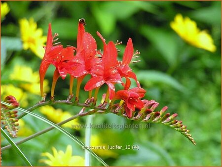 Crocosmia &#39;Lucifer&#39;