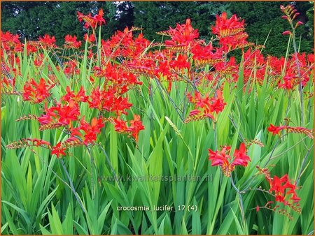 Crocosmia &#39;Lucifer&#39;