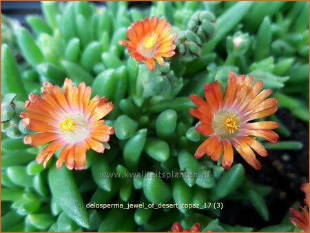 Delosperma &#39;Jewel of Desert Topaz&#39;