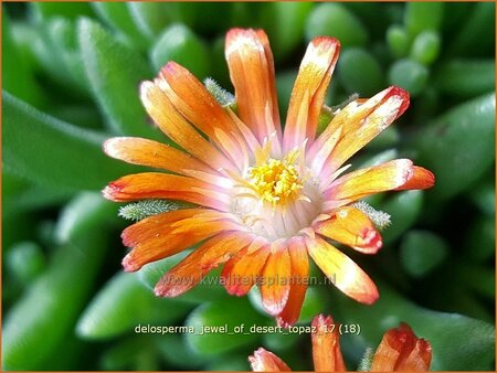 Delosperma &#39;Jewel of Desert Topaz&#39;