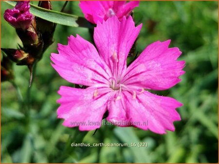 Dianthus carthusianorum