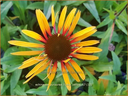 Echinacea purpurea &#39;Funky Yellow&#39;