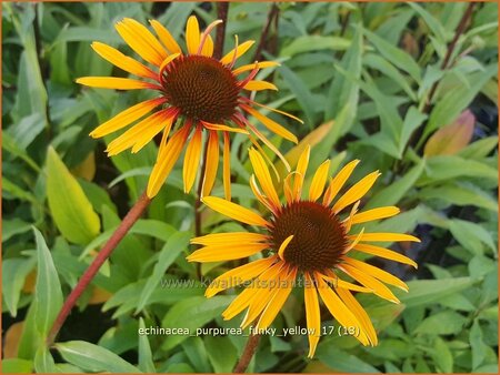 Echinacea purpurea &#39;Funky Yellow&#39;