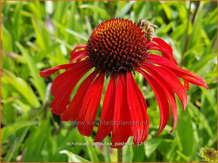 Echinacea purpurea &#39;Postman&#39;