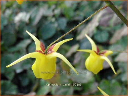 Epimedium davidii