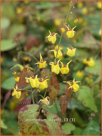 Epimedium davidii