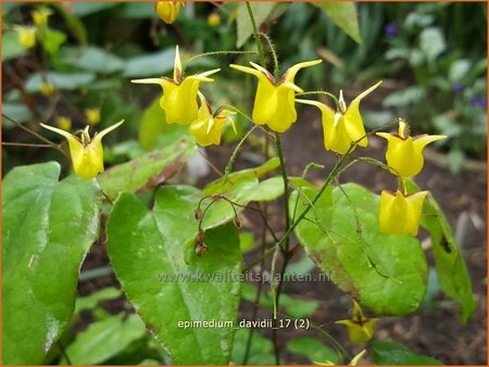 Epimedium davidii